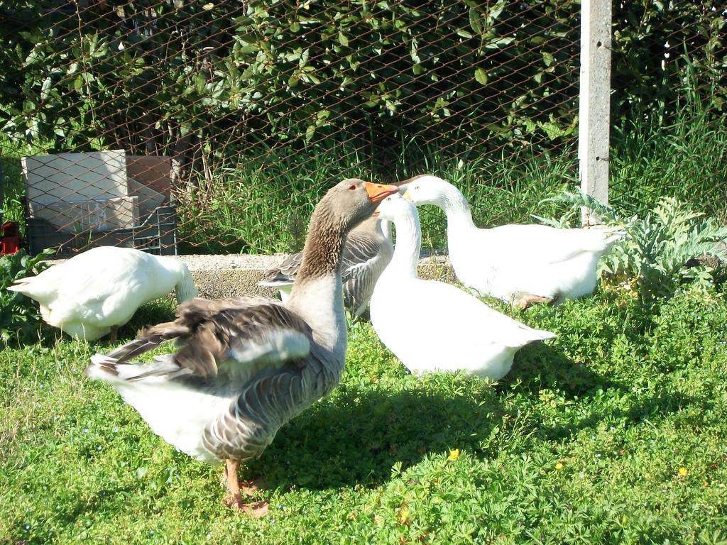 Agriturismo Primerio Hermada Екстериор снимка